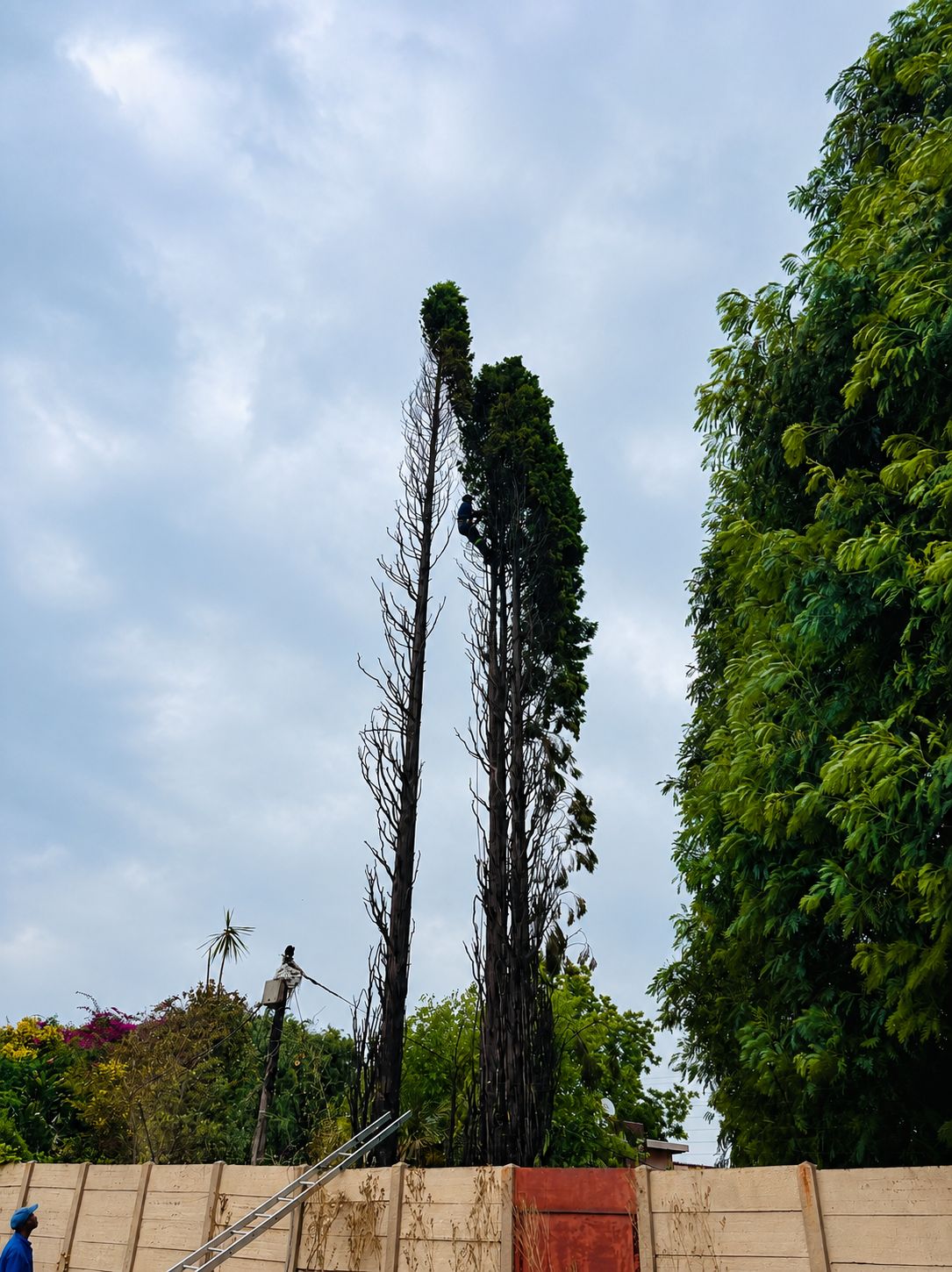 Tree Felling