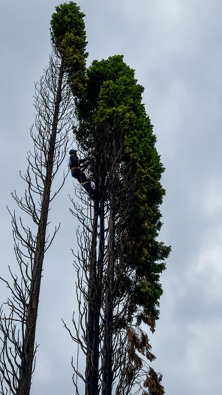 Cycad removal