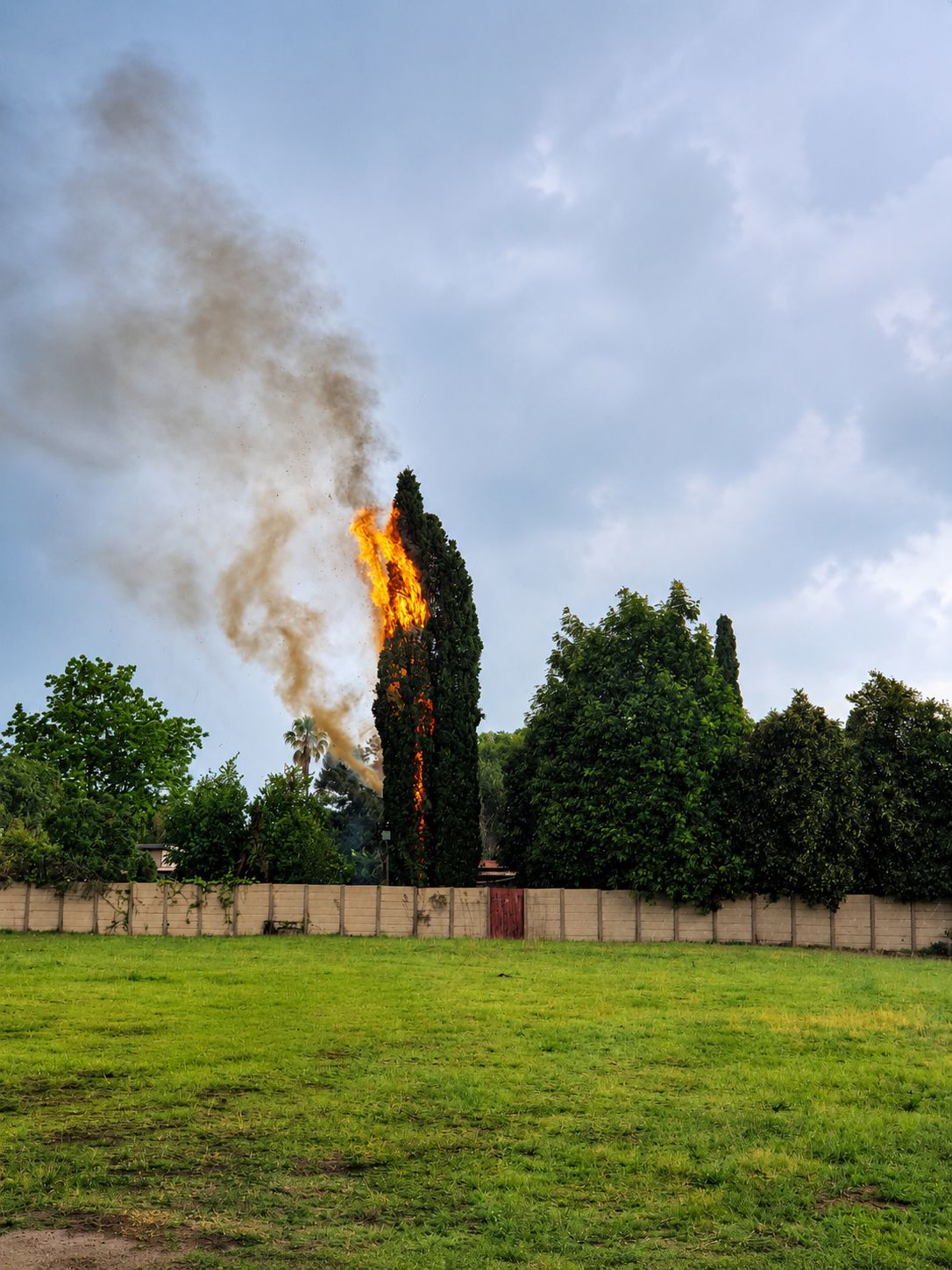Tree felling result