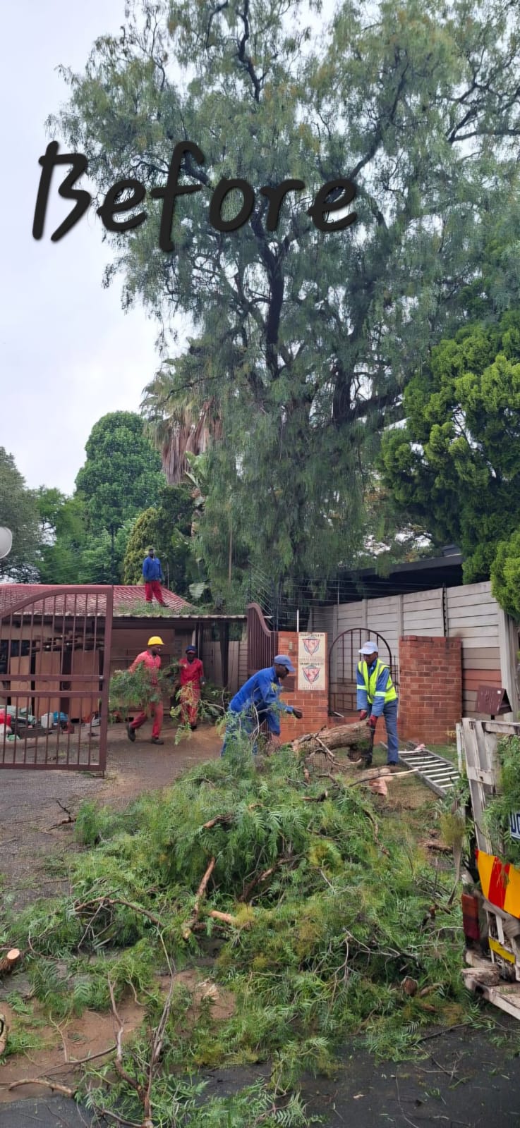 Tree felling